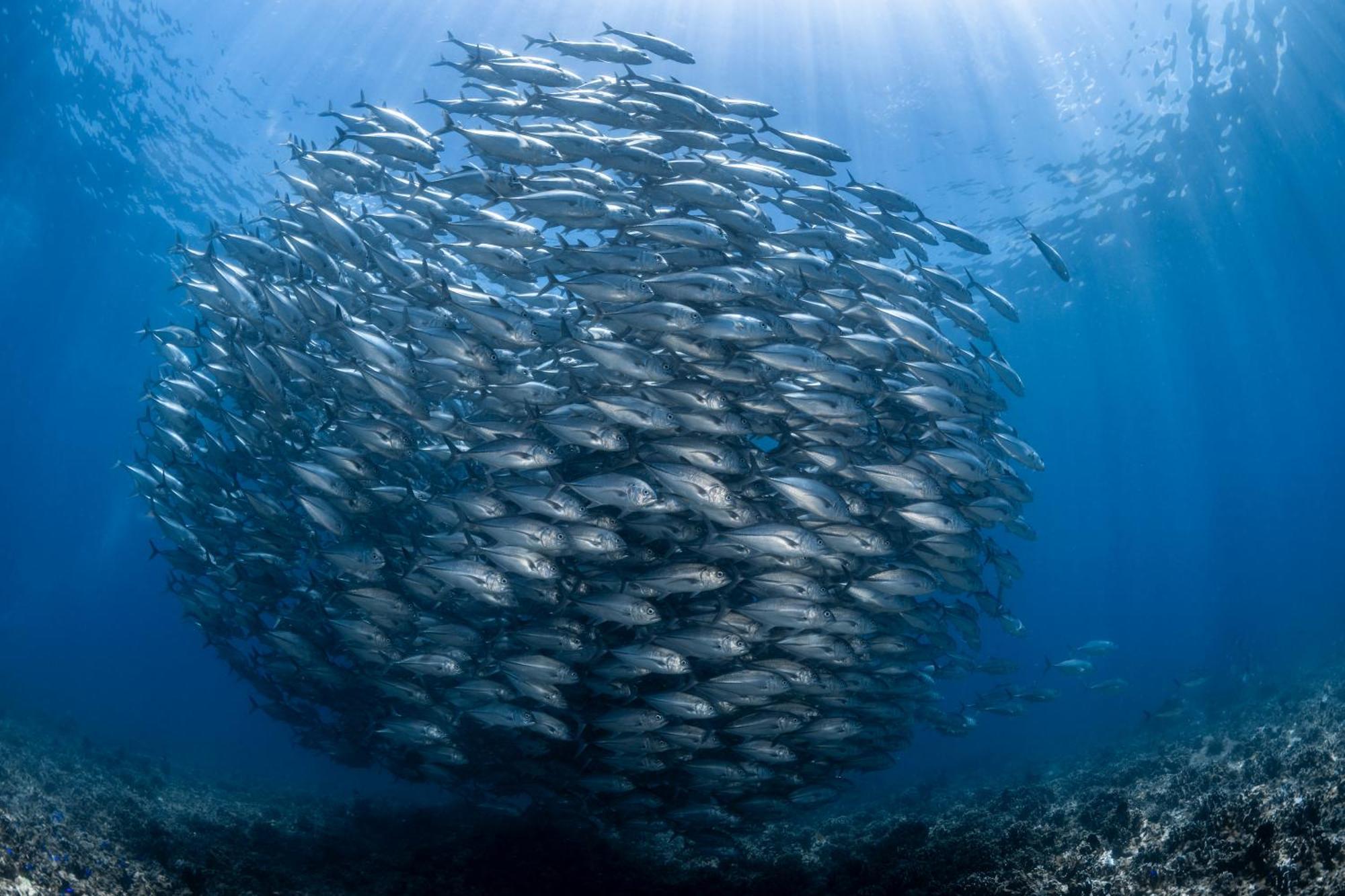 Emoha Dive Resort Santander Luaran gambar