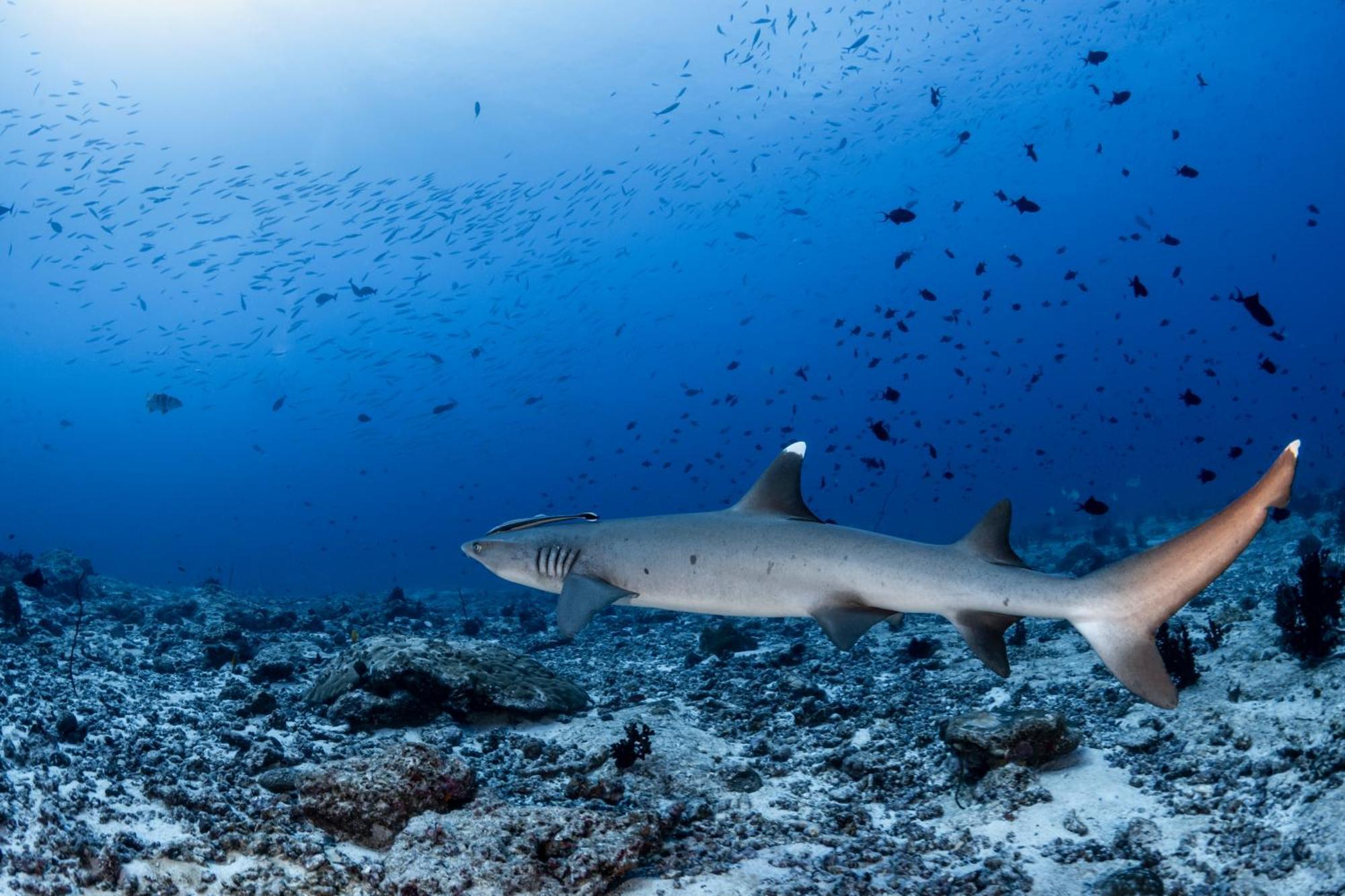 Emoha Dive Resort Santander Luaran gambar