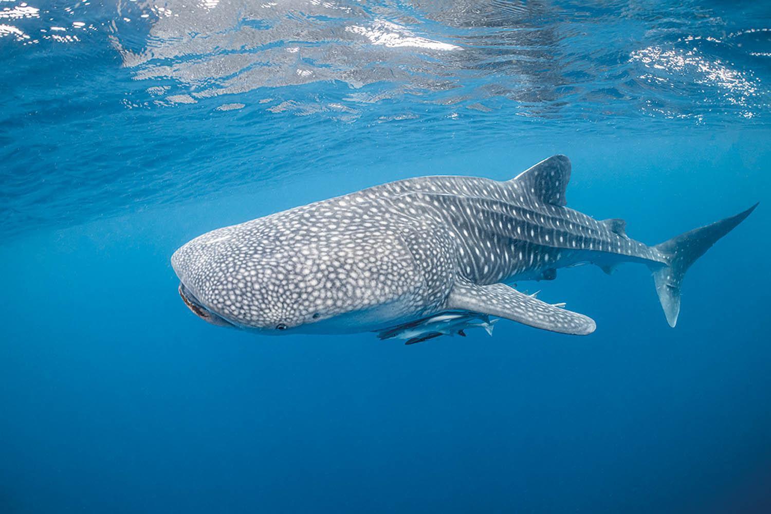 Emoha Dive Resort Santander Luaran gambar