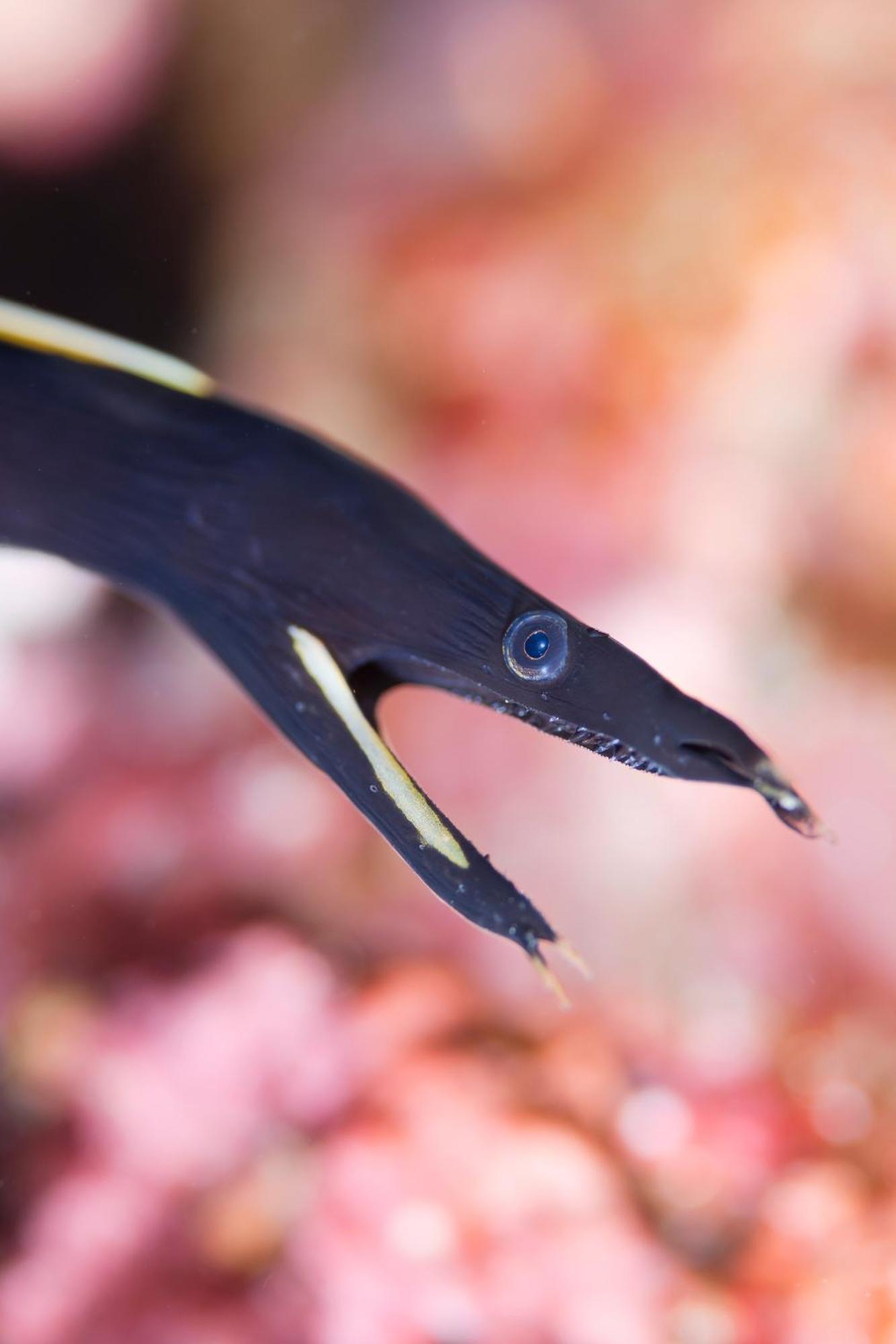 Emoha Dive Resort Santander Luaran gambar